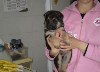 Lupetto in adozione al canile di Orvieto