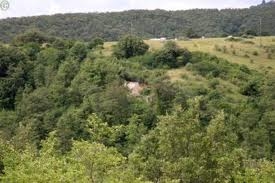 Cane sbranato, padrone salvo per miracolo