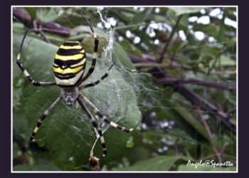 Il ragno della Scarpetta