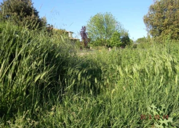 E’ il giorno della festa del patrono a Ciconia. E l’erba avanza