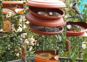 E’ ora di offrire un buon pasto ai volatili che hanno i piccoli. Come fare