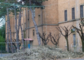 Cardinali. Potati i lecci sempreverdi alla Piave