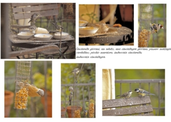 Le famiglie sono tornate