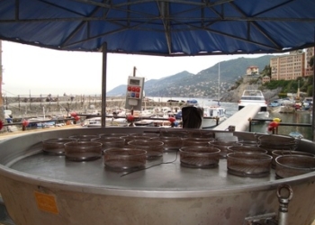 Il viaggio della padella più grande del mondo si ferma a Cardeto. Cantine aperte 2012