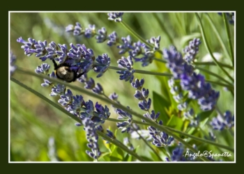 Fiori e insetti atto 2