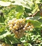 Vitivinicoltura: piano di valorizzazione del vino umbro al giro di boa