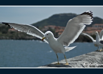 Il gabbiano segno di leggerezza e libertà