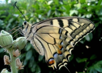 Farfalla e Coccinella