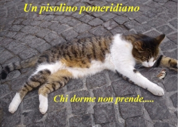 Pisolino