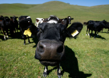 Dall’Idv no alla centrale a biogas a Montecchio
