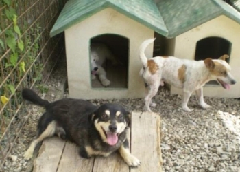 Storie di quotidiano abbandono