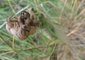 Metamorfosi di una cicala