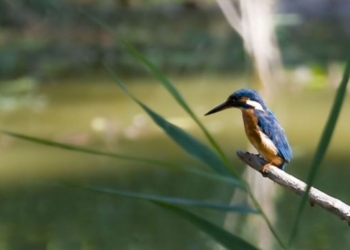 Consiglio provinciale. Lattanzi (Pd) presenta un’interrogazione sull’ipotesi di una centrale a bio gas vicino all’Oasi di Alviano