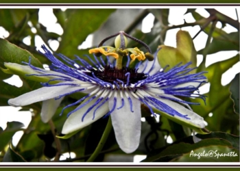 Un fiore di passiflora