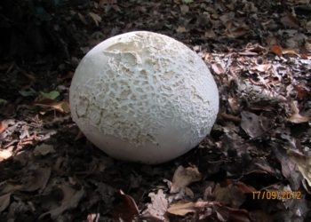 Vesce giganti sul Peglia