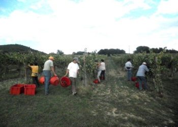 Cardeto. La vendemmia 2012