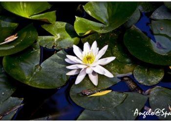 I fiori di Angelo Spanetta
