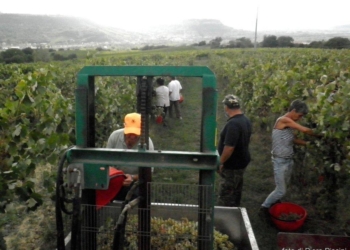 Cardeto. La vendemmia 2012