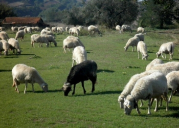 La pecora nera e l’anatra bianca