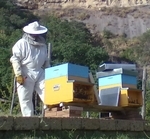 Continuano con successo le attività nel settore apistico del Museo Naturalistico di Lubriano