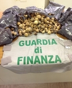 CAPSULE DI PAPAVERO UTILIZZATE COME DROGA. CITTADINO INDIANO FINGE DI NON CAPIRE.