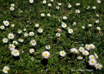 Botta di primavera a Ciconia