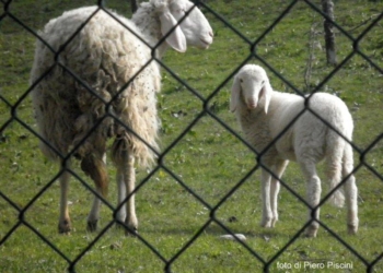 Pasqua. SOS del giovane agnello
