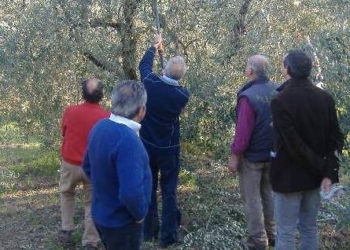 CORSO GRATUITO TEORICO PRATICO SULL’OLIVICOLTURA