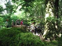 Torre Alfina – Bosco del Sasseto Evento ponte del 25 aprile  “Il Bosco del Sasseto … da scoprire”