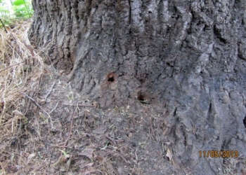 Altra città segnala al sindaco il danneggiamento di due tigli