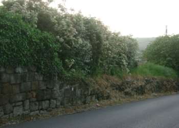 Basta con il diserbo chimico sulle strade