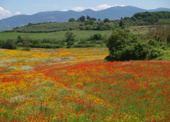 Dove non c’è diserbo