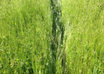 Verde pubblico abbandonato, il Pd interroga la Giunta