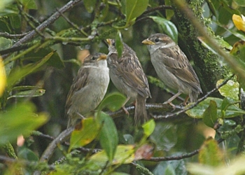 Passerotti nel nido