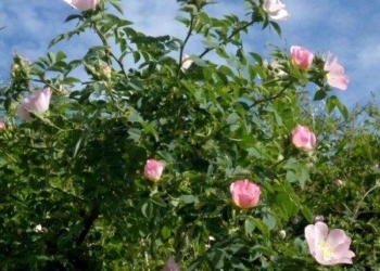 Fiori ai bordi degli stagni e nelle strade