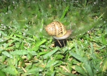 Lumaca sopra la doccia