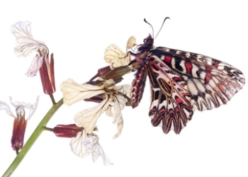 IO SONO UN UOMO MOLTO FORTUNATO…