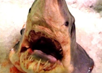 Incontro con lo “squalo smeriglio” in pescheria