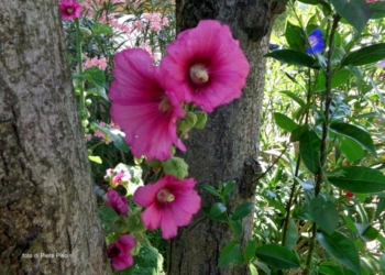 La Ciconia di Piero Piscini