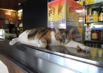 Gatta barista alla Garbatella