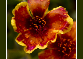 I fiori di Angelo Spanetta