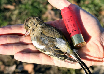 Caccia, rinnovata convenzione Provincia Atc per gestione 20 Zone ripopolamento e cattura lepri e fagiani su 20mila ettari