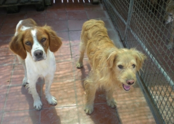 Dalle mense al canile: il progetto di recupero del cibo promosso dal CentroMusica e l’indifferenza del Comune di Orvieto