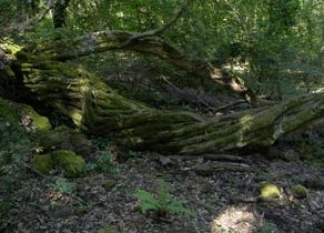 Visita al Sasseto di Torre Alfina