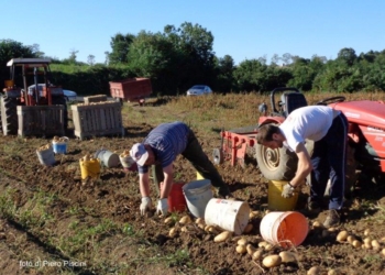 Raccolta di patate a Grotte di Castro