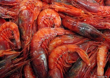 Incontro con i gamberi rosa al mercato del pesce di Oristano