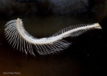 Tu che ne dici? n°5 del 16 settembre