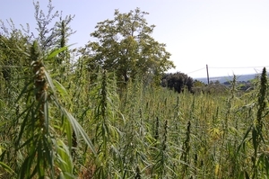 Autunno. Il tempo del canapone