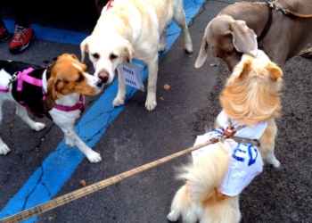 Pulire è un dovere, accedere ai parchi un diritto