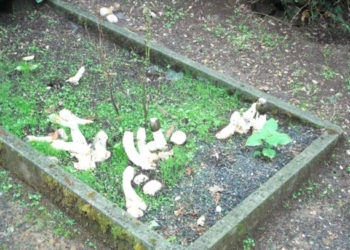 Il 2 novembre nel cimitero di Orvieto